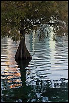 Bald Cypress and reflections, Lake Eola. Orlando, Florida, USA