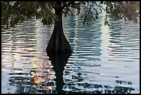 Cypress, reflections, and ripples, Lake Eola. Orlando, Florida, USA (color)