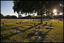 Sun shining trough tree, Cemetery. Orlando, Florida, USA