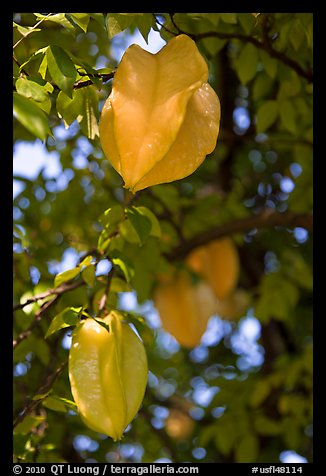 Starfruits on Averrhoa carambola tree. Orlando, Florida, USA (color)