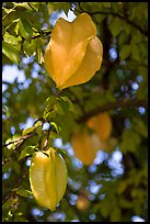 Starfruits on Averrhoa carambola tree. Orlando, Florida, USA ( color)