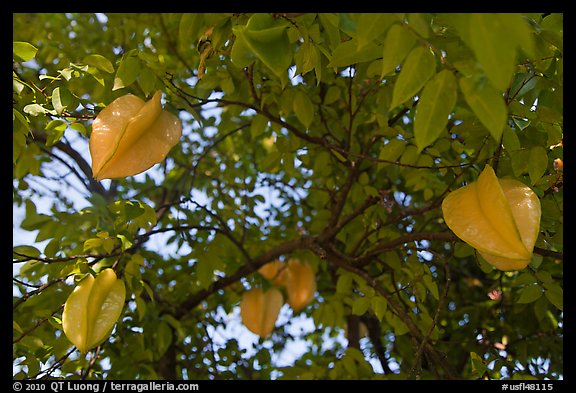 Carambola Fruit. Orlando, Florida, USA (color)
