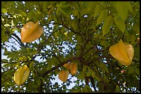 Carambola Fruit. Orlando, Florida, USA (color)