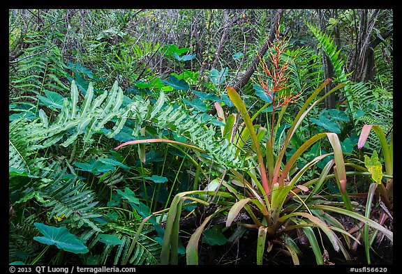 Subtropical swamp vegetation, Tamiami Trail. Florida, USA