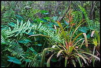 Subtropical swamp vegetation, Tamiami Trail. Florida, USA ( color)