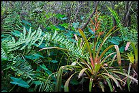 Subtropical swamp vegetation, Tamiami Trail. Florida, USA (color)