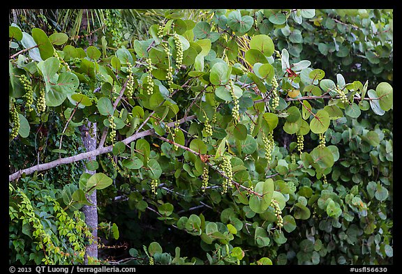 Seagrape (Coccoloba uvifera), Sanibel Island. Florida, USA (color)