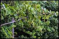 Seagrape (Coccoloba uvifera), Sanibel Island. Florida, USA (color)