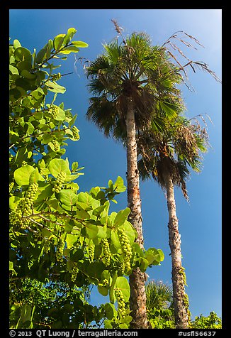 Seagrape and palm trees, Sanibel Island. Florida, USA (color)