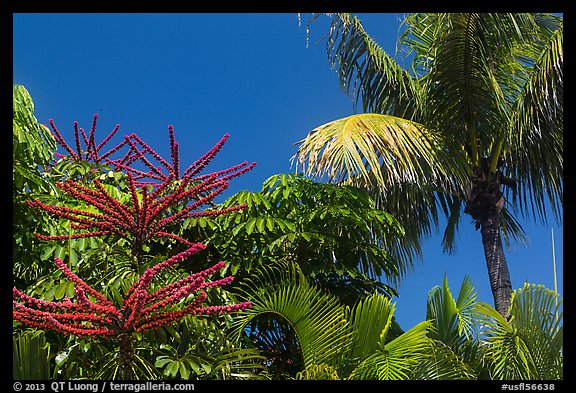 Flowering Octopus tree and palms, Sanibel Island. Florida, USA (color)