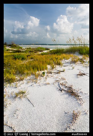 White sand, vegetation, Fort De Soto beach. Florida, USA
