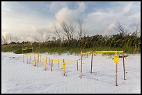 Sea turtle nestling area, Fort De Soto beach. Florida, USA (color)