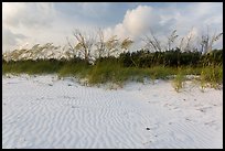 Rippled white sand and grasses, Fort De Soto beach. Florida, USA (color)