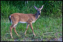 Key deer (Odocoileus virginianus clavium), Big Pine Key. The Keys, Florida, USA (color)