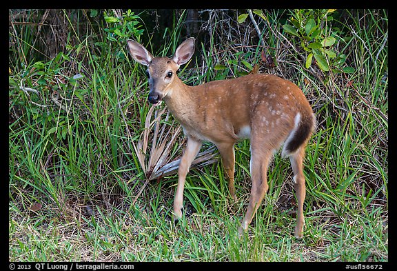 Endangered Key deer, Big Pine Key. The Keys, Florida, USA (color)