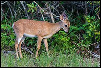 Key deer grazing at forest edge, Big Pine Key. The Keys, Florida, USA (color)