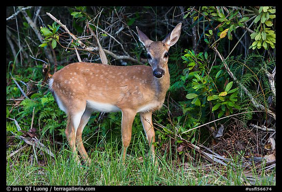 Endemic diminutive Key deer, Big Pine Key. The Keys, Florida, USA