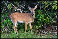 Endemic diminutive Key deer, Big Pine Key. The Keys, Florida, USA (color)