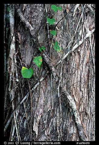 Strangler fig on tree trunk. Corkscrew Swamp, Florida, USA (color)