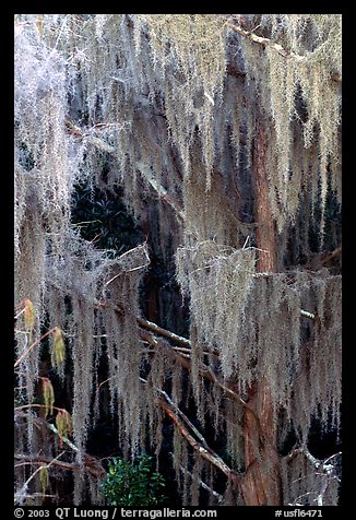 Spanish moss, Okefenokee Swamp. Georgia, USA