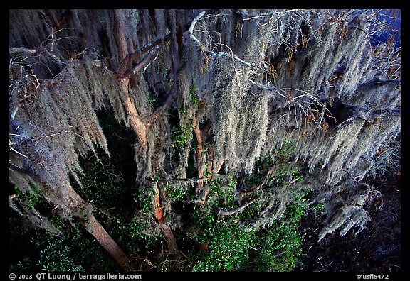 Spanish moss, Okefenokee Swamp. Georgia, USA