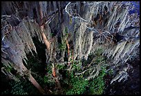 Spanish moss, Okefenokee Swamp. Georgia, USA ( color)