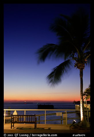 Bench and palm tree and sunset. Key West, Florida, USA