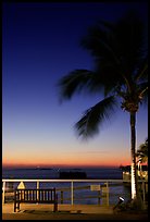 Bench and palm tree and sunset. Key West, Florida, USA