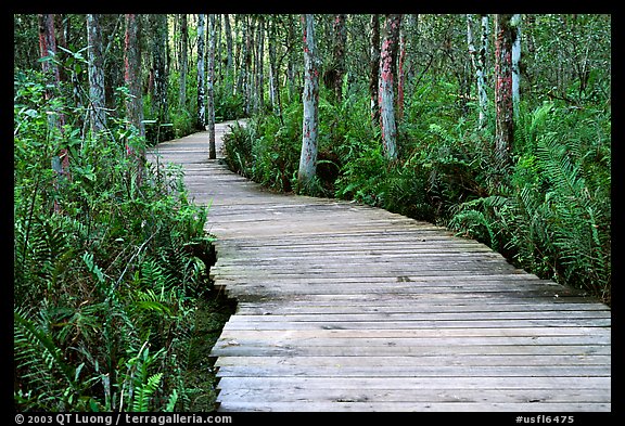 Boardwalk, Loxahatchee NWR. Florida, USA