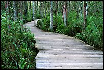 Boardwalk, Loxahatchee NWR. Florida, USA (color)
