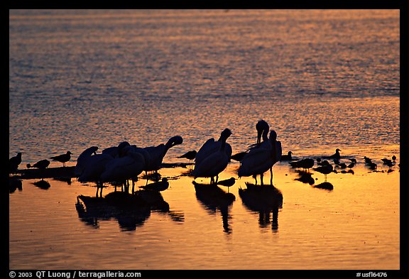 Pelicans and smaller wading birds at sunset, Ding Darling NWR. Florida, USA (color)