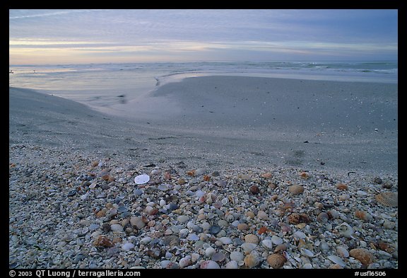 Beach covered with sea shells, sand dollar, shore bird, p sunrise. Sanibel Island, Florida, USA