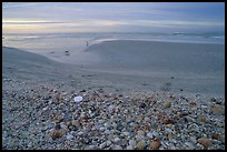 Beach covered with sea shells, sand dollar, shore bird, p sunrise. Sanibel Island, Florida, USA
