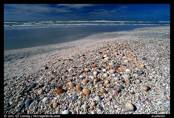 Beach covered with sea shells, sunrise. Sanibel Island, Florida, USA