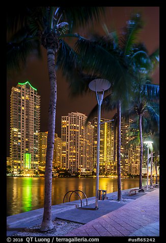 Picture Photo Palm Trees Miami Riverwalk Brickell At Night Miami Florida Usa