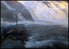 Tree and waterfall at sunrise in High Falls State Park. Georgia, USA