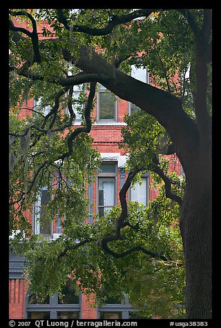 Live Oak tree and facade. Savannah, Georgia, USA (color)