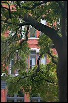 Live Oak tree and facade. Savannah, Georgia, USA