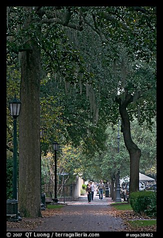 Street lined with oak trees and Spanish moss. Savannah, Georgia, USA