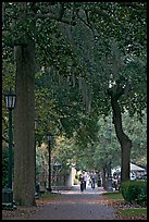 Street lined with oak trees and Spanish moss. Savannah, Georgia, USA