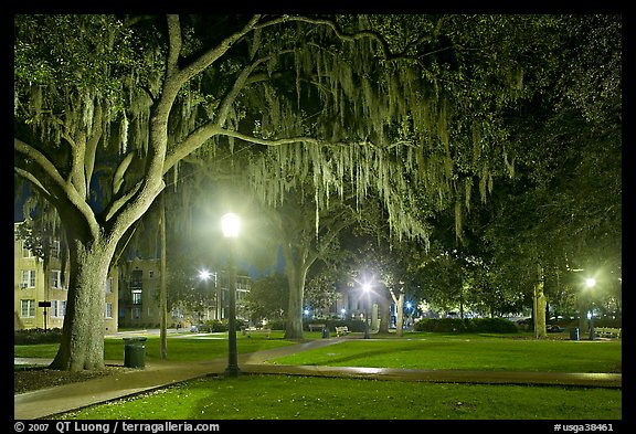 Square by night with Spanish Moss hanging from oak trees. Savannah, Georgia, USA