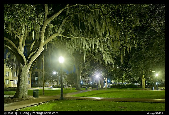 Square by night with Spanish Moss hanging from oak trees. Savannah, Georgia, USA (color)