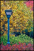 Blue lamp and trees in fall foliage, Centenial Olympic Park. Atlanta, Georgia, USA