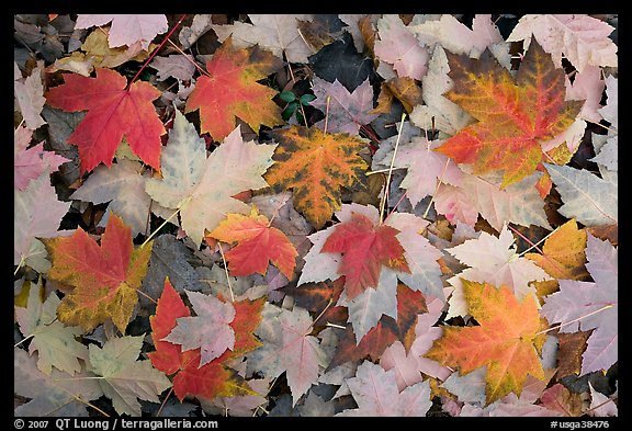 Fallen maple leaves. Georgia, USA (color)