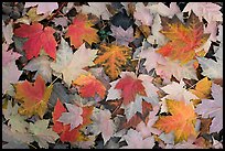 Fallen maple leaves. Georgia, USA