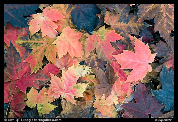 Close-up of maple leaves in fall colors. Georgia, USA (color)