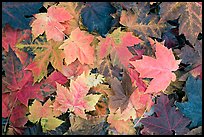 Close-up of maple leaves in fall colors. Georgia, USA ( color)