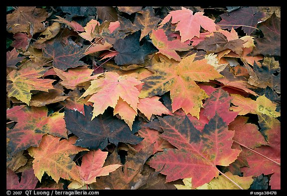 Close-up of fallen maple leaves. Georgia, USA (color)