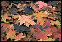 Close-up of fallen maple leaves. Georgia, USA (color)