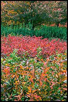 Shrubs and trees in fall colors. Atlanta, Georgia, USA